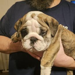 Bulldog Puppies from Magill's Bulldogs