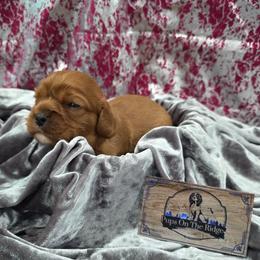 Spice - Ruby male Cavalier King Charles Spaniel puppy in Neosho, Missouri from Pups on the Ridge