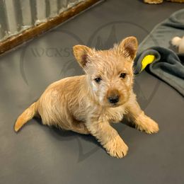 Scottish Terrier Puppies from Rocket's West Texas Scottish Terriers (WTX ST)