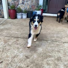 Rufus - Black tri-color Australian Shepherd puppy in Oregon from Willamette Valley Australian Shepherds
