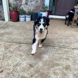 Rufus - Black tri-color Australian Shepherd puppy in Oregon from Willamette Valley Australian Shepherds
