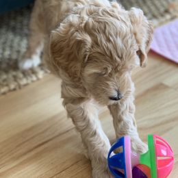 Double Doodle Puppies from Riverside Doodles in Seattle
