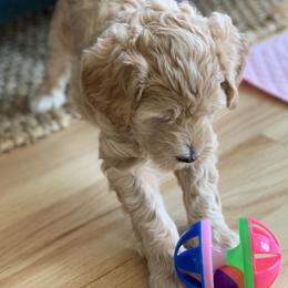 Double Doodle Puppies from Riverside Doodles in Seattle