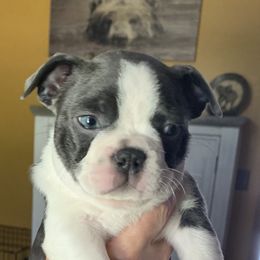 Slate - Brindle and white Boston Terrier puppy in Elkview, West Virginia from Almost Heaven Boston Terriers