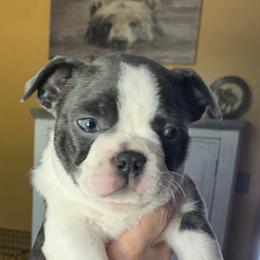 Slate - Brindle and white Boston Terrier puppy in Elkview, West Virginia from Almost Heaven Boston Terriers