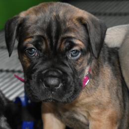 Magenta - Fawn female Cane Corso puppy in Sault Ste Marie, Michigan from Willow Creek Cane Corsos