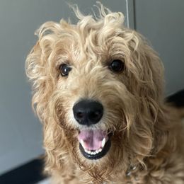 Shika - Goldendoodle