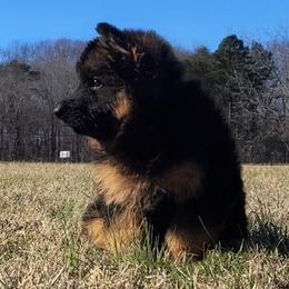 Orange Collar - Male - Black and red male German Shepherd puppy in Charlotte, North Carolina from Zuflucht K9s