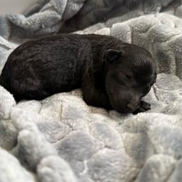 Binx - Black male Poodle puppy in Bakersfield, California from Pedigree Poodles