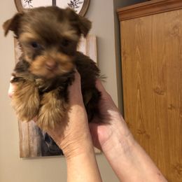 Yorkshire Terrier Puppies from Happy Days Acres and Yorkies