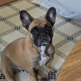 Boston Terrier and French Bulldog All Grown Up from Vanover's Boston Terriers and Frenchies