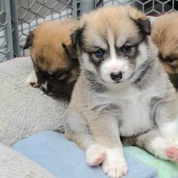 Pomskies from Pomskies of Vermont