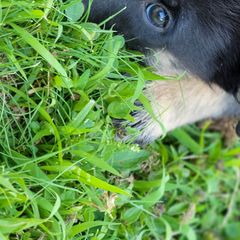Ajax - Lapponian Herder puppy in Roseburg, Oregon from Kaunis Joki Kennels