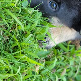 Ajax - Lapponian Herder puppy in Roseburg, Oregon from Kaunis Joki Kennels