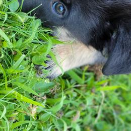 Ajax - Lapponian Herder puppy in Roseburg, Oregon from Kaunis Joki Kennels