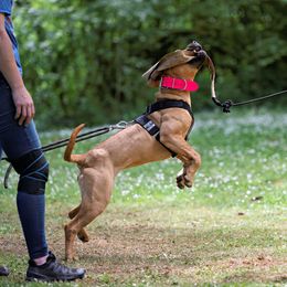 Boerboel All Grown Up from Romboel Farm Dogs