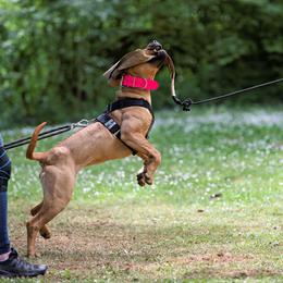 Boerboel All Grown Up from Romboel Farm Dogs