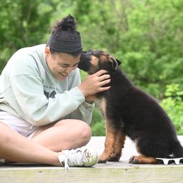 German Shepherd Puppies from Riverline Shepherds