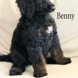 Benny - Black male Poodle puppy in Waco, Texas from Poodle Paradise