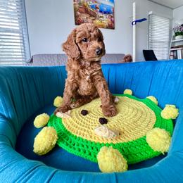 Sunny - Apricot male Poodle puppy in Beaverton, Oregon from Teddy toy poodle house