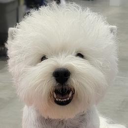 Japanese Chins and West Highland White Terriers from kennel ASTRAGUS