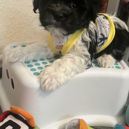 Black and White Parti Male - Black and white male Havanese puppy in Monahans, Texas from Homeward Havanese, LLC