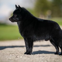 Schipperkes and Siberian Huskies from Kaleidoscope Kennels