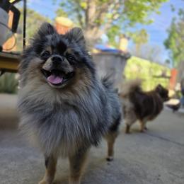 Elvis - Pomeranian