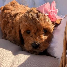 Cookie - Apricot female Goldendoodle puppy in Shingle Springs, California from Creamy Retrievers