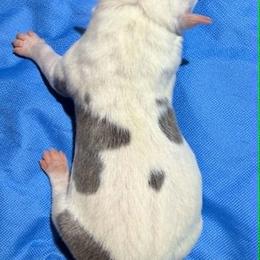 Girl 4 - White female American Staffordshire Terrier puppy in Spring Branch, Texas from Bold & Beautiful Amstaffs
