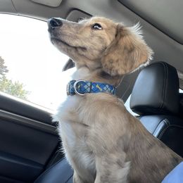 Bruce - Dachshund