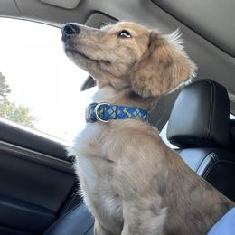 Bruce - Dachshund