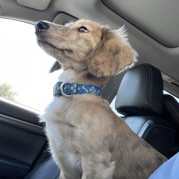 Bruce - Dachshund