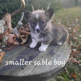 Boy 1 - Sable male Pembroke Welsh Corgi puppy in Nixa, Missouri from Pistol Creek Puppies