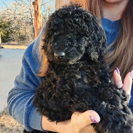 Poodle Puppies from Luck O the Doodle
