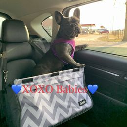 French Bulldog All Grown Up from Stonecreek Bulldogs