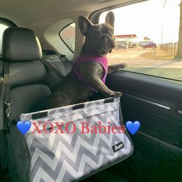 French Bulldog All Grown Up from Stonecreek Bulldogs