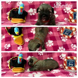 Jennifer - Cream female Lhasa Apso puppy in Cincinnati, Ohio from Shangri-La Lhasa Apsos