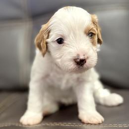 Iris (Purple) - Parti female Goldendoodle puppy in Twin Falls, Idaho from Magic Valley Family Doodles
