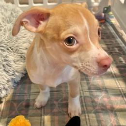 Robbie - Fawn and white male Chihuahua puppy in North Carolina & Lake Placid., North Carolina from Precious Petite Puppies