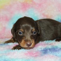 Woody - Chocolate and tan male Dachshund puppy in Powderly, Texas from Kuttin’ Up Mini Aussies