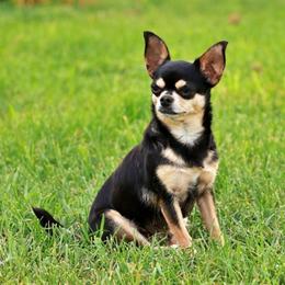 Shirly - Black and tan female Chihuahua puppy in Marcy, New York from Dralion Chihuahuas