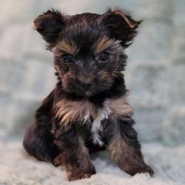 Lulu - Black and tan female Yorkshire Terrier puppy in St. Cloud, Florida from K and E Small Breed Puppies