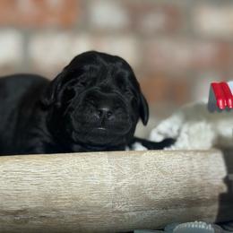 Gelato - Black male Labrador Retriever puppy in Dixon, California from Rosslyn Labradors (Rose-Line)