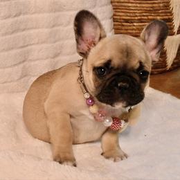 Noelle - Fawn female French Bulldog puppy in Kalispell, Montana from Grace & Grit Frenchies