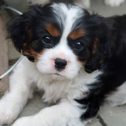 Comfort Cavaliers breeder of Cavalier King Charles Spaniel