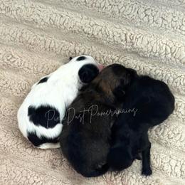 Pomeranian puppies from Pixie Dust Pomeranians