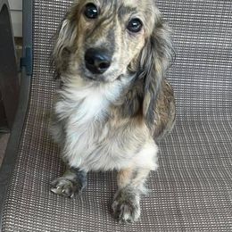 Atlas - Dachshund