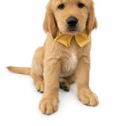 Lambo - Golden male Golden Retriever puppy in Chicago, Illinois from Urbane Retrievers