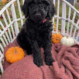 Poodle Puppies from Wilks Pups